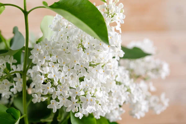 Beyaz Leylak narin çiçekler. Yakın çekim. Güzel