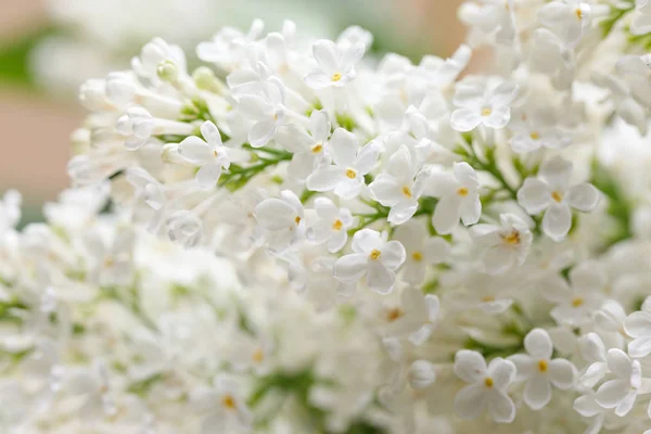 Magnificent gentle flowers of lilac. Close-up. Snow-white flowers.