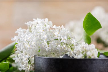 Enfes bir fincan beyaz leylak muhteşem çiçek. Yakın çekim.