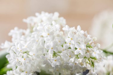 Muhteşem çiçekleri beyaz leylak. Yakın çekim. Makro