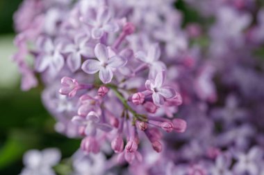 Leylak güzel mor çiçekler. Yakın çekim. Makro