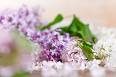 Kar-beyaz ve Mor Leylak çiçeklerin nazik bir saçılma. Yakın çekim.