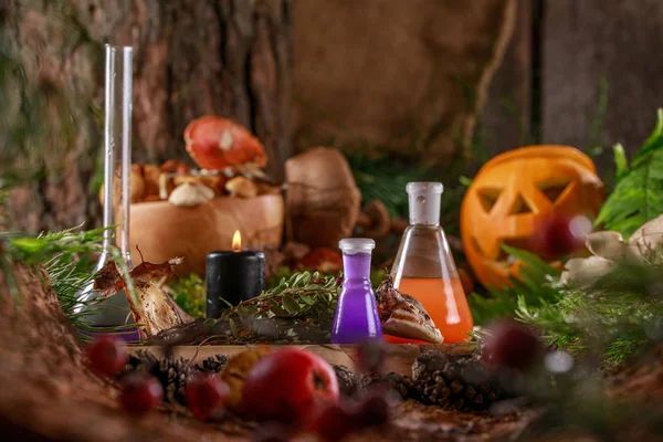 Pumpa Jack För Halloween Bakgrunden Skogssvampar Och Växter Ingredienser För — Stockfoto