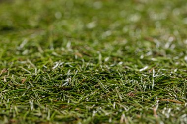 Makro fotoğraf kozalaklı iğne arka planınız için. Doku.