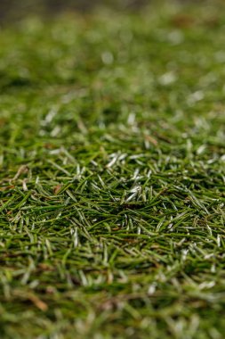 Makro fotoğraf kozalaklı iğne arka planınız için. Dikey biçimi. Doku.