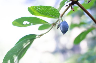 Mavi hanımeli. Lonicera caerulea var. mantarı. Honeyberry, mavi-berry Hanımeli da bilinir. Lonicera mantarı başka bir bilimsel adıdır. Makro.