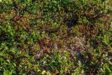 Bodur huşu ve orman gülleri - Tayga temeli. Arka plan, tayga bitki. Bitkiler, yosunlar ve otlar Kuzey Uralların. Dokulu.