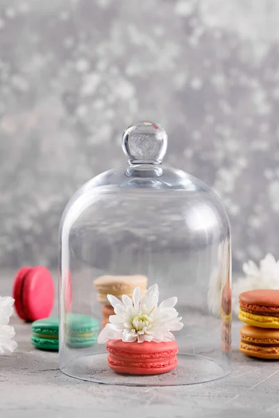 Zartrosa Macarons Mit Einer Chrysanthemenblüte Unter Einer Glaskuppel Auf Grauem — Stockfoto