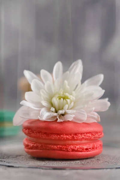 Zartrosa Macarons Mit Dem Geschmack Von Beeren Mit Chrysanthemenblüte Unter — Stockfoto