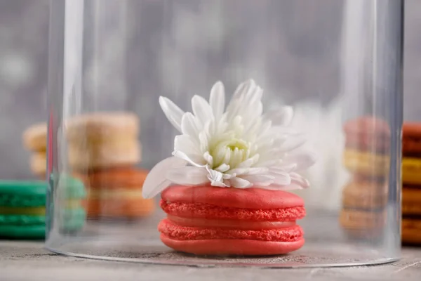 Rosa Macarons Mit Dem Geschmack Von Beeren Mit Einer Chrysanthemenblüte — Stockfoto