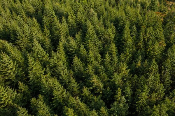 The tops of fir trees are a bird\'s-eye view. The texture of the forest. Lots of trees. Top view.