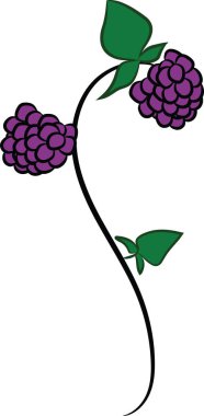 Böğürtlen ve beyaz bir arka plan üzerinde izole yaprakları. Vektör çizim.