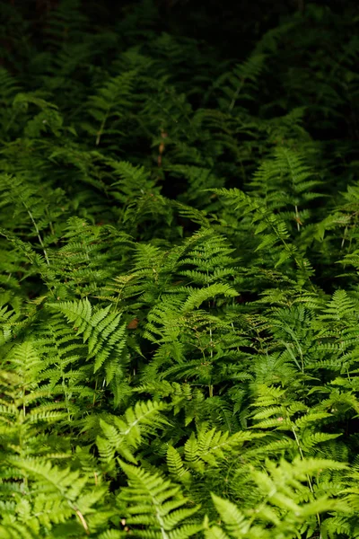 Felci nella foresta dalla riserva. Foglie verdi di felci . — Foto Stock