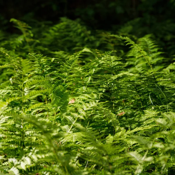 Felci nella foresta dalla riserva. Foglie verdi di felci . — Foto Stock