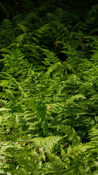 Ο Φερνς στο δάσος από το αποθεματικό. Πράσινα φύλλα από φέρνς. Στορς. — Φωτογραφία Αρχείου