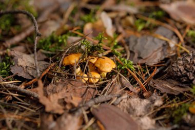 Sarı, ham chanterelle mantar sık ormanda büyüyen.