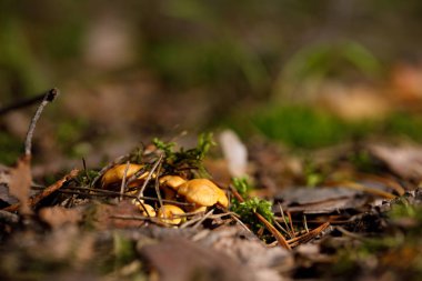 Sarı, ham chanterelle mantar sık ormanda büyüyen.