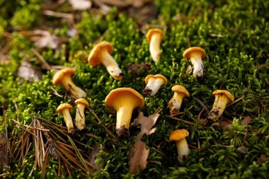 Yeşil orman yosunu üzerinde Chanterelle mantarı. Yaz ormanında parlak mantarlar.