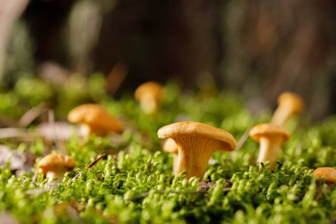 Yeşil orman yosunu üzerinde Chanterelle mantarı. Yaz ormanında parlak mantarlar.