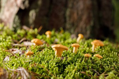 Yeşil orman yosunu üzerinde Chanterelle mantarı. Yaz ormanında parlak mantarlar.