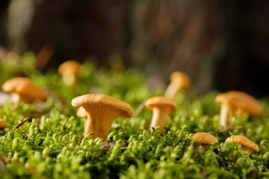 Yeşil orman yosunu üzerinde Chanterelle mantarı. Yaz ormanında parlak mantarlar.