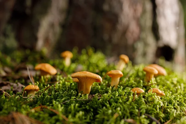 Yeşil orman yosunu üzerinde Chanterelle mantarı. Yaz ormanında parlak mantarlar.