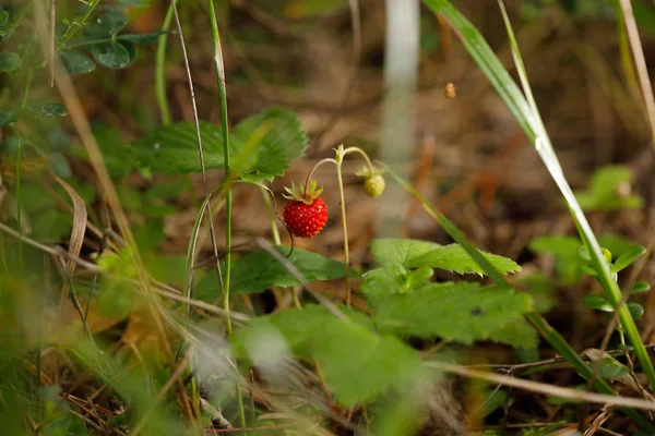 Vörös Fragaria vagy vadon élő eper. Vadon élő eper. Növekvő szerves vadon élő eper. Érett bogyó erdő. Természetes bio egészséges táplálkozás koncepció. — Stock Fotó