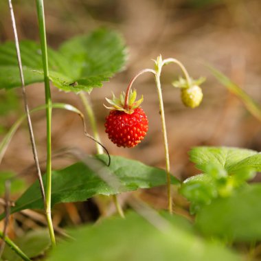 Kırmızı fragaria ya da yaban çilekleri. Yabani çilek. Organik yabani çilek yetiştiriliyor. Olgun dut ormanı. Doğal organik sağlıklı gıda kavramı.