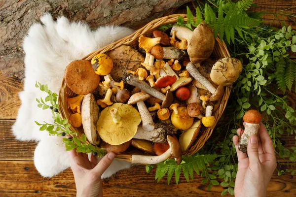 Setas sobre fondo de madera vieja. Tarjeta en otoño o verano. Cosecha forestal. Boletus, cantarelas, hojas, bayas. Puesta plana . — Foto de Stock