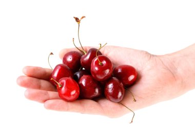 Beyaz bir arka plan üzerinde elinde taze tatlı kiraz. Sulu yaz