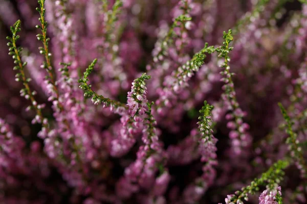 Las Heather bliska. Martwa żywotność na drewnianym tle. Piękny Wrzos. — Zdjęcie stockowe