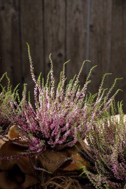Orman fundalıkları yakın. Tahta bir arka planda natürmort. Güzel fundalık.