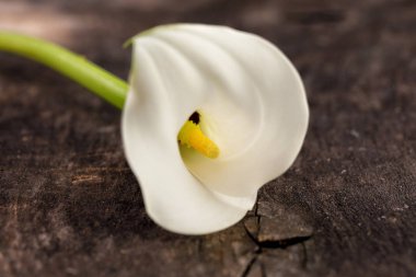 Eski ahşap arka plan üzerinde güzel beyaz calla zambak çiçek. Zarif ve zarif sap.