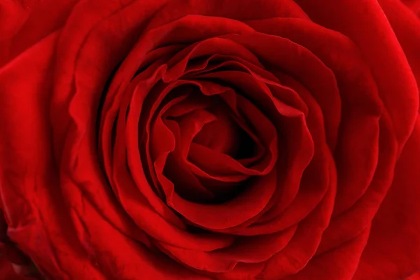 Red beautiful rose. Close-up. Valentine. Red Heart Rose. — Stock Photo, Image