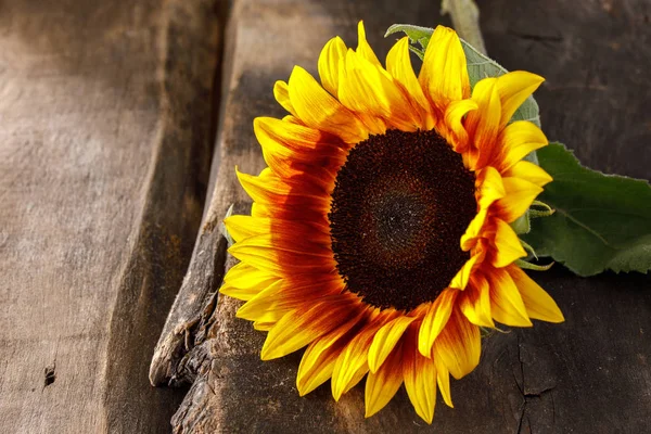 Hermoso girasol natural brillante sobre fondo de madera . —  Fotos de Stock