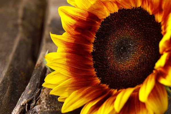 Hermoso girasol natural brillante sobre fondo de madera . —  Fotos de Stock