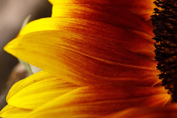 Bonito primer plano de girasol. Detalles de la flor. Flor brillante . —  Fotos de Stock