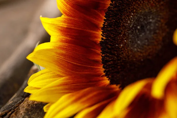 Bonito primer plano de girasol. Detalles de la flor. Flor brillante . —  Fotos de Stock