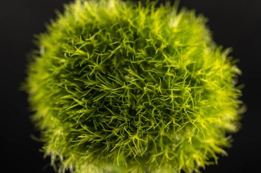 Dianthus barbatus. Türk karanfilleri - makro fotoğraf. Siyah arka plan üzerinde çiçek.