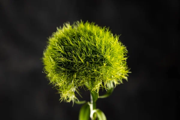 Dianthus bartarus. Tureckie goździki-zdjęcie makro. Kwiat na czarnym tle. — Zdjęcie stockowe