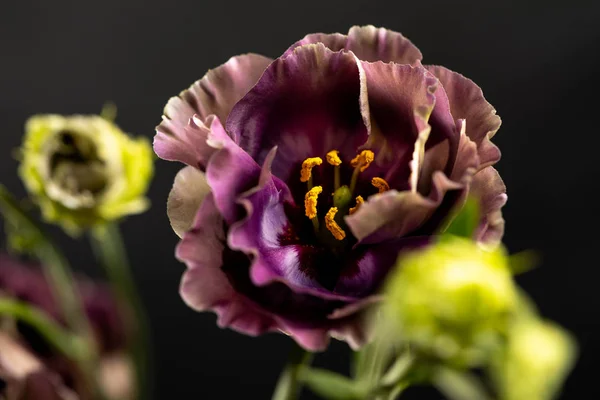 Kwiat na czarnym tle. Rosanne Czarna perła. — Zdjęcie stockowe