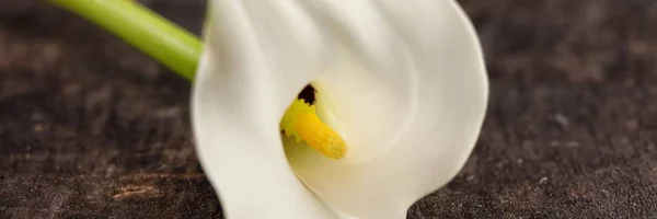 Gyönyörű fehér Calla liliom virág a régi fa háttérben. Kifinomult és elegáns szár. A zantedeschia. — Stock Fotó