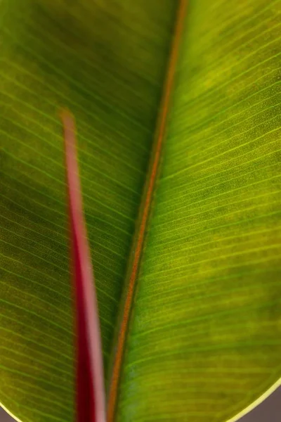 Primo piano delle foglie di Ficus. Pianta da interno. Struttura delle foglie vegetali . — Foto Stock