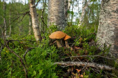 Tundra yüzeyi ve mantarlar yazın. Kırmızı şapkalı ağaçların altında büyüyen mantarlar..