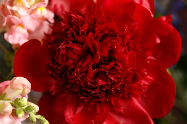 Red peony flower in full bloom. Macro photography. The concept of aesthetics and beauty.