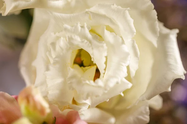 Biały Kwiat Róży Pełnym Rozkwicie Zbliżenie Makrofotografia Koncepcja Estetyki Piękna — Zdjęcie stockowe