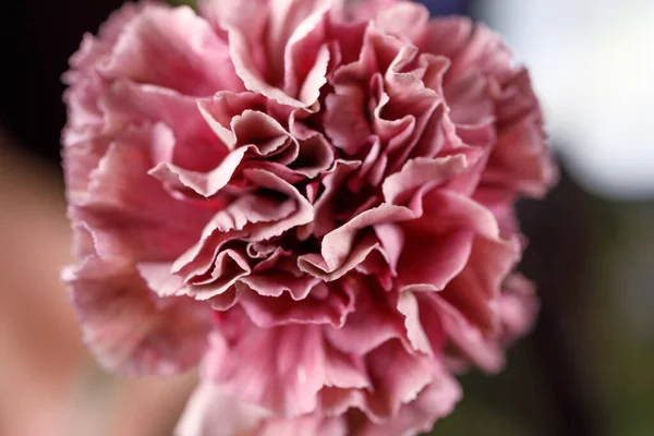 Różowy Kwiat Goździka Pełnym Rozkwicie Zbliżenie Makrofotografia Koncepcja Estetyki Piękna — Zdjęcie stockowe