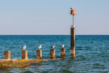 Dalgakıranda oturan martılar