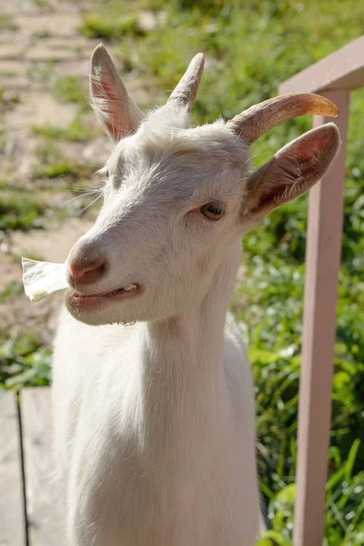Cabra Blanca Sonríe — Foto de Stock