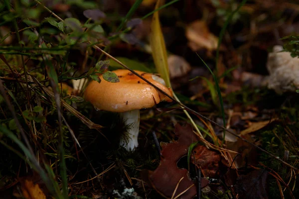 Cogumelo Laranja Floresta Escura — Fotografia de Stock